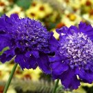 35 Dark Purple Pincushion Scabiosa Flower Seeds Perennial