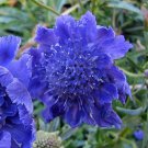 35 Deep Blue Pincushion Scabiosa Flower Seeds Perennial