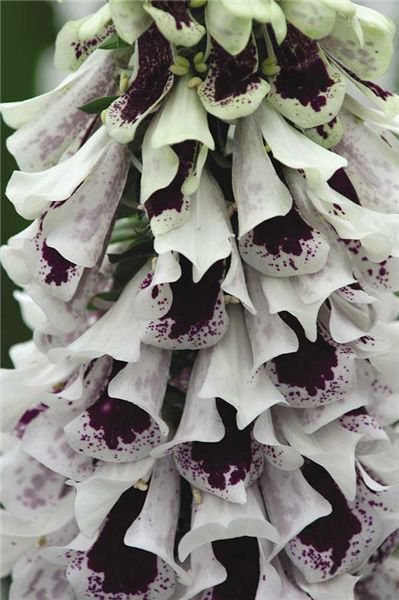 50 Pams Split Foxglove Digitalis Flower Seeds Perennial