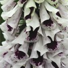 50 Pams Split Foxglove Digitalis Flower Seeds Perennial