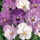 New 35 Pansy Panola Lilac Shades Flower Seeds Long Lasting Annual Shade
