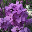 50 Purple Dames Rocket Flower Seeds Perennial