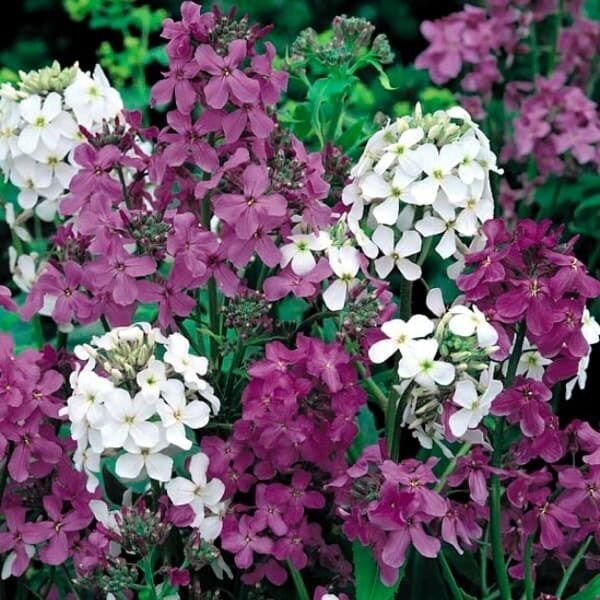 50 Dames Rocket Mix Flower Seeds Perennial