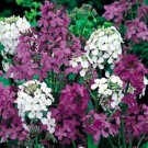 50 Dames Rocket Mix Flower Seeds Perennial