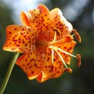 25 Michiganese Lilium Lily Flower Seeds Perennial