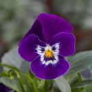 35 Bel Viso Purple Viola Flower Seed Shade Loving Perennial
