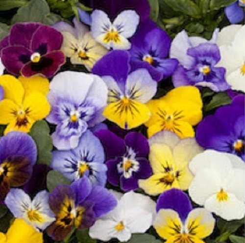 35 Bel Viso Viola Flower Seed Mix Shade Loving Perennial