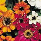 New 50 Zinnia Profusion Mix 12 Inch Dwarf Flower Seeds Disease Resistant