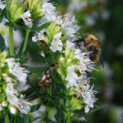 40 Hyssopus Officinalis Nectar White Flower Seeds Aromatic Prennial Herb
