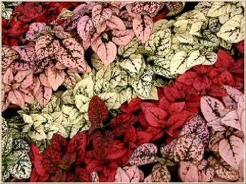 25 Hypoestes Polka Dot Plant Splash Flower Seeds Mix Shade Loving Annual