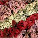25 Hypoestes Polka Dot Plant Splash Flower Seeds Mix Shade Loving Annual