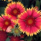 30 Gaillardia Bijou Flower Seeds Rarely Offered Perennial