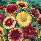30 Gaillardia Arizona Mix Flower Seeds Rarely Offered Perennial