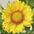 30 Gaillardia Yellow Arizona Flower Seeds Rarely Offered Perennial