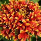 30 Gaillardia Bi Color Sundance Flower Seeds Rarely Offered Perennial