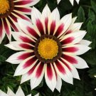 30 Gazania New Day Red Stripe Flower Seeds Drought Tolerant Reseeding Annual