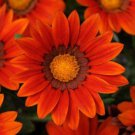 30 Gazania New Day Bronze Flower Seeds Drought Tolerant Reseeding Annual