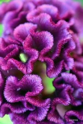 30 Purple Cockscomb Celosia Flower Seeds Long Lastimg Blooms