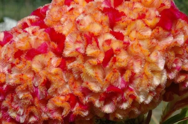 30 Celosia Cristata Kurume Corona Cockscomb Flower Seeds Bi Color