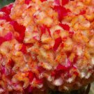 30 Celosia Cristata Kurume Corona Cockscomb Flower Seeds Bi Color