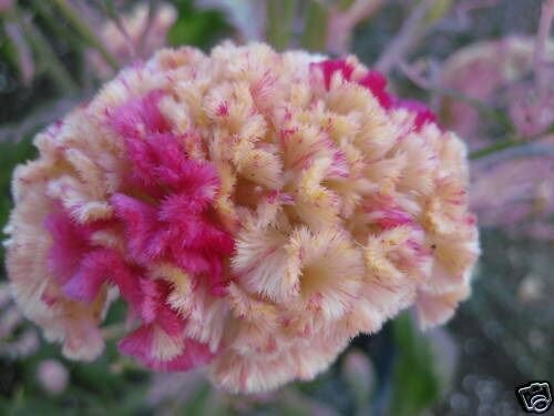 30 Kurume Rose Cockscomb Celosia Flower Seeds
