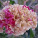 30 Kurume Rose Cockscomb Celosia Flower Seeds