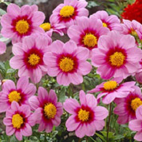 New 15 Dahlia Mignon Rose Colored Flower Seeds