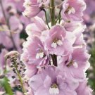 25 Magic Fountains Cherry Blossom Wwhite Bee Delphinium Perenni Flower Seeds