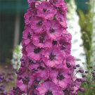 Pacific Giant Asolat Raspberry Delphinium Flower Seeds Disease Resist Perenni