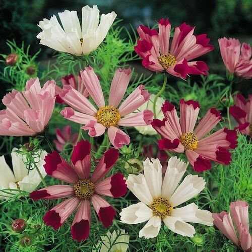 35 Cosmos Flower Seeds Seashells Mix Fluted Drought Tolerant Long Lasting Ann