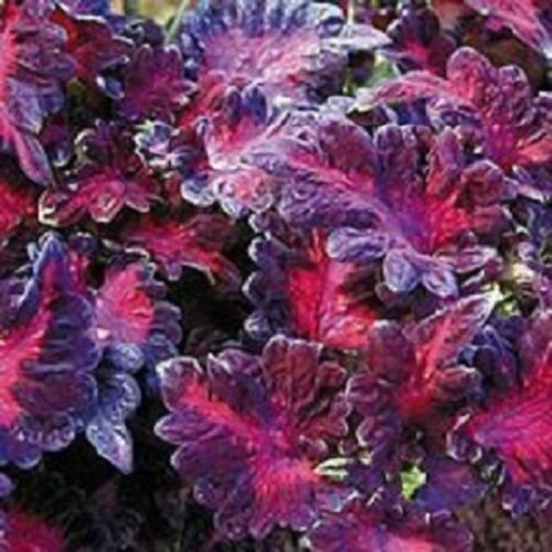 50 Coleus Black Dragon Shade Loving Flower Seeds Long Lasting Annual