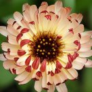 40 Calendula Bronze Beauty Flower Seeds Re Seeding Long Lasting Annual