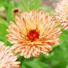 40 Calendula Pacific Beauty Apricot Flower Seeds Re Seeding Long Lasting Annual