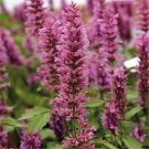 50 Rose Mint Hyssop Agastache Flower Seeds Perennial