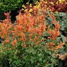 50 Agastache Arizona Sunset Flower Seeds Perennial Long Lasting