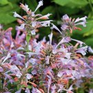 50 Arizona Sunset Agastache Flower Seeds Perennial