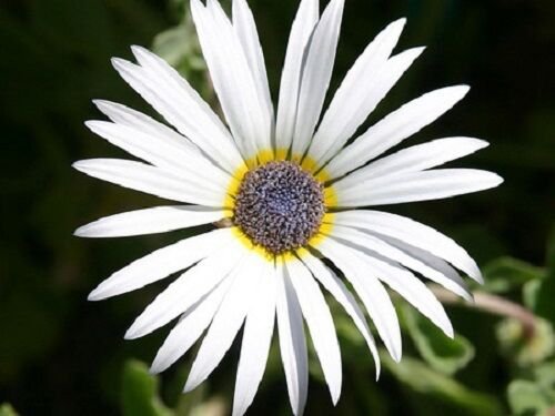 40 Artotis White African Daisy Flower Seeds Long Lasting Annual