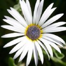 40 Artotis White African Daisy Flower Seeds Long Lasting Annual