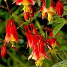 25 Aquilegia Bi Color Canadensis Flower Seeds Perennial Columbine