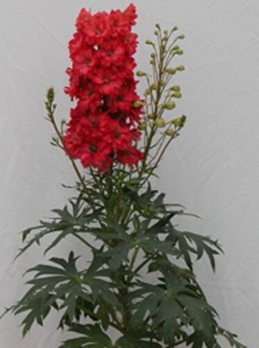 Giant Red Delphinium Flower Seeds Perennial