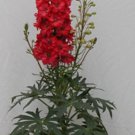 Giant Red Delphinium Flower Seeds Perennial