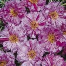 50 Sundial Peppermint Portulaca Moss Rose Seeds Annual Ground Cover Seeds