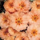 50 Sundial Peach Portulaca Moss Rose Seeds Annual Ground Cover Flower Seeds