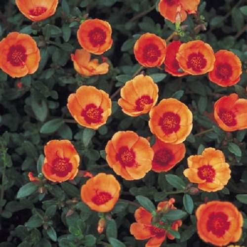 50 Stopwatch Orange Portulaca Moss Rose Seeds Annual Ground Cover Flower Seeds