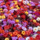 75 Moss Rose Sundial Mix Portulaca Annual Succulent Groundcover Flower Seeds