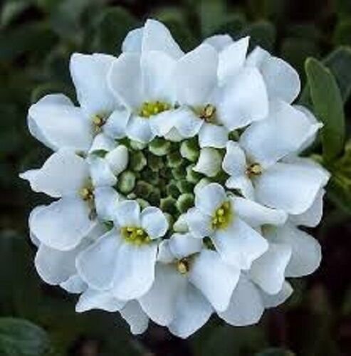 50 Iberis Brilliant White Evergreen Candytuft Flower Seeds Deer Resistant