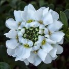50 Iberis Brilliant White Evergreen Candytuft Flower Seeds Deer Resistant