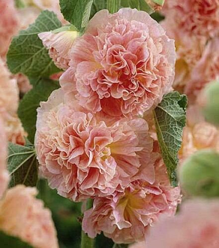 30 Salmon Giant Danish Double Hollyhock Flower Seeds Perennial