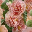 30 Salmon Giant Danish Double Hollyhock Flower Seeds Perennial