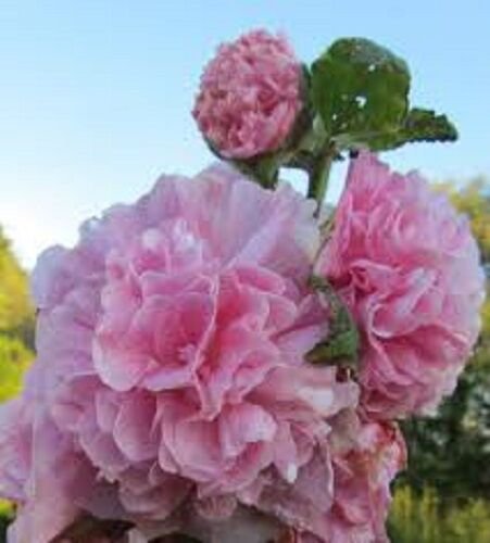 30 Pink Giant Danish Double Hollyhock Flower Seeds Perennial